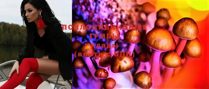 где купить наркоту  Воронеж  Галлюциногенные грибы Psilocybine cubensis 